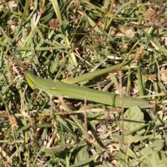 Acrida conica (Giant green slantface) at Gundaroo, NSW - 17 Feb 2024 by ConBoekel