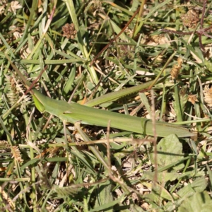 Acrida conica at Gundaroo Common - 18 Feb 2024 10:47 AM