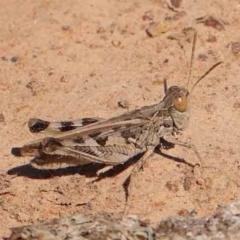 Austroicetes sp. (genus) (A grasshopper) at Gundaroo, NSW - 18 Feb 2024 by ConBoekel