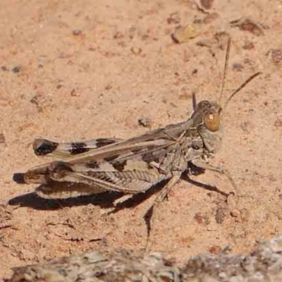 Austroicetes sp. (genus) (A grasshopper) at Gundaroo Common - 18 Feb 2024 by ConBoekel