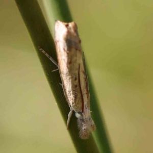 Culladia cuneiferellus at Gundaroo, NSW - 18 Feb 2024