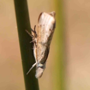 Culladia cuneiferellus at Gundaroo, NSW - 18 Feb 2024