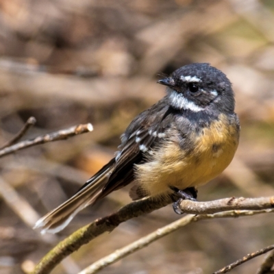 Rhipidura albiscapa (Grey Fantail) at Drouin, VIC - 13 Feb 2024 by Petesteamer