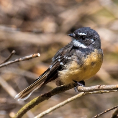 Rhipidura albiscapa (Grey Fantail) at Drouin, VIC - 14 Feb 2024 by Petesteamer