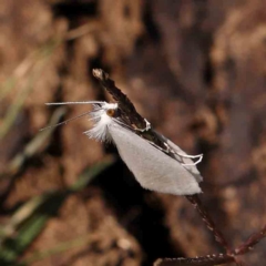 Tipanaea patulella (A Crambid moth) at Gundaroo Common - 18 Feb 2024 by ConBoekel