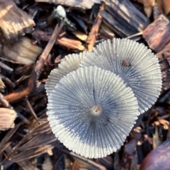 Coprinellus etc. at Hall, ACT - 18 Feb 2024 07:09 AM