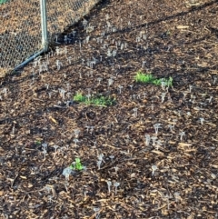 Coprinellus etc. at Hall, ACT - 18 Feb 2024 07:09 AM