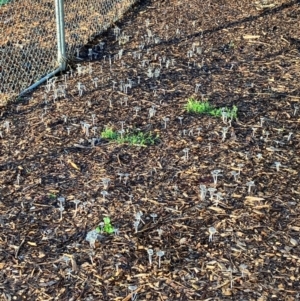 Coprinellus etc. at Hall, ACT - 18 Feb 2024 07:09 AM