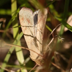 Helicoverpa punctigera (Native Budworm) at Gundaroo Common - 18 Feb 2024 by ConBoekel
