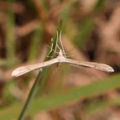 Pterophoridae (family) (A Plume Moth) at Gundaroo Common - 18 Feb 2024 by ConBoekel