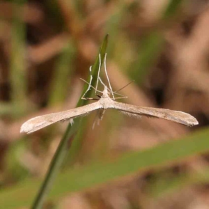 Pterophoridae (family) at Gundaroo Common - 18 Feb 2024 10:51 AM