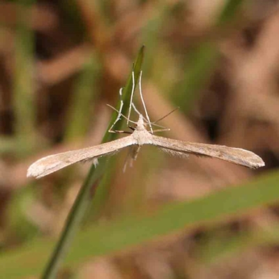 Pterophoridae (family) (A Plume Moth) at Gundaroo, NSW - 17 Feb 2024 by ConBoekel
