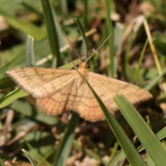 Scopula rubraria (Reddish Wave, Plantain Moth) at Gundaroo, NSW - 18 Feb 2024 by ConBoekel