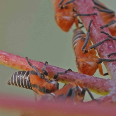 Eurymelinae (subfamily) (Unidentified eurymeline leafhopper) at Gundaroo Common - 18 Feb 2024 by ConBoekel