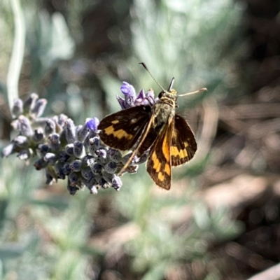 Ocybadistes walkeri (Green Grass-dart) at QPRC LGA - 18 Feb 2024 by Wandiyali