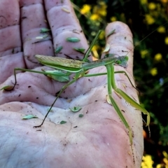 Pseudomantis albofimbriata (False garden mantis) at QPRC LGA - 12 Feb 2024 by Wandiyali