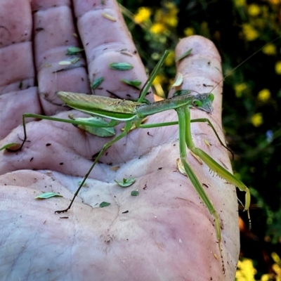 Pseudomantis albofimbriata (False garden mantis) at QPRC LGA - 11 Feb 2024 by Wandiyali