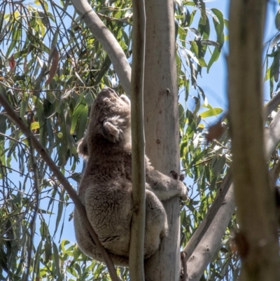 Phascolarctos cinereus (Koala) at Seaview, VIC - 20 Jan 2021 by Petesteamer