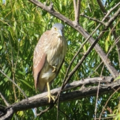 Nycticorax caledonicus (Nankeen Night-Heron) at Jerrabomberra Wetlands - 6 Feb 2024 by Christine