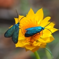 Pollanisus (genus) (A Forester Moth) at Watson, ACT - 18 Feb 2024 by JodieR