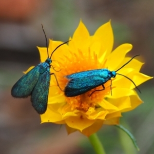 Pollanisus (genus) at Watson, ACT - 18 Feb 2024