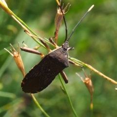 Amorbus sp. (genus) (Eucalyptus Tip bug) at Mount Majura - 18 Feb 2024 by JodieR