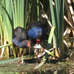 Porphyrio melanotus (Australasian Swamphen) at Jerrabomberra Wetlands - 7 Feb 2024 by Christine