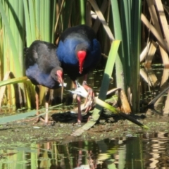 Porphyrio melanotus at Jerrabomberra Wetlands - 7 Feb 2024