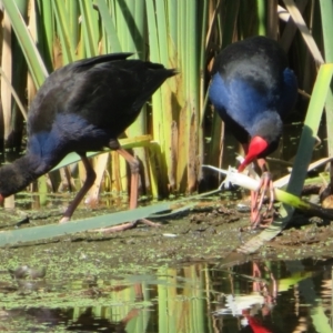 Porphyrio melanotus at Jerrabomberra Wetlands - 7 Feb 2024