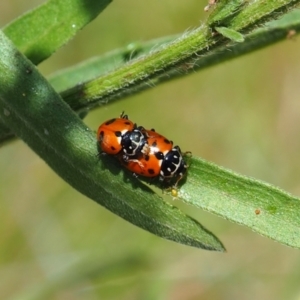 Hippodamia variegata at Mount Majura - 18 Feb 2024