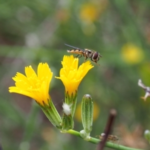 Simosyrphus grandicornis at Aarons Farm - 18 Feb 2024