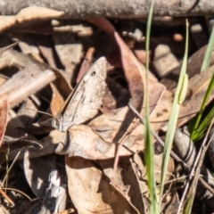 Geitoneura klugii at Namadgi National Park - 7 Feb 2024