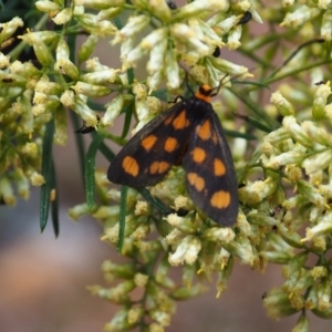 Asura cervicalis at Mount Majura - 18 Feb 2024