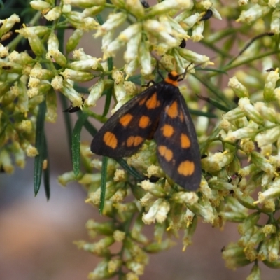 Asura cervicalis (Spotted Lichen Moth) at Watson, ACT - 18 Feb 2024 by JodieR