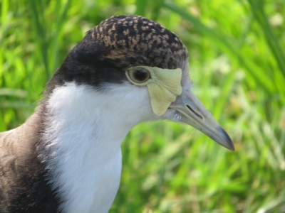 Vanellus miles (Masked Lapwing) at Jerrabomberra Wetlands - 30 Jan 2024 by Christine