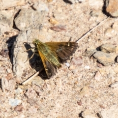 Atkinsia dominula (Two-brand grass-skipper) at Mount Clear, ACT - 6 Feb 2024 by SWishart