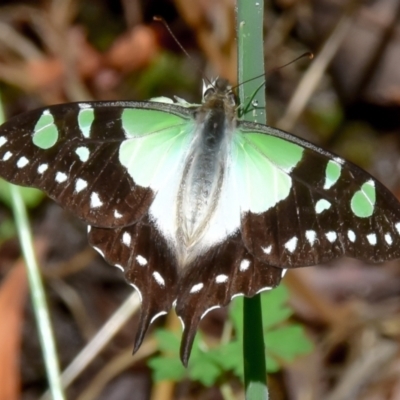 Graphium macleayanum (Macleay's Swallowtail) at Allambee, VIC - 14 Jan 2018 by Petesteamer