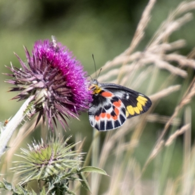 Delias harpalyce (Imperial Jezebel) at Namadgi National Park - 7 Feb 2024 by SWishart