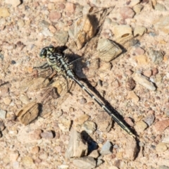 Austrogomphus guerini (Yellow-striped Hunter) at Namadgi National Park - 6 Feb 2024 by SWishart