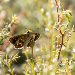 Atkinsia dominula (Two-brand grass-skipper) at Mount Clear, ACT - 6 Feb 2024 by SWishart
