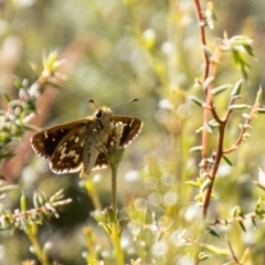 Atkinsia dominula (Two-brand grass-skipper) at Namadgi National Park - 6 Feb 2024 by SWishart