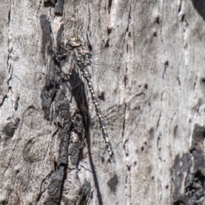 Austroaeschna parvistigma at Namadgi National Park - 7 Feb 2024