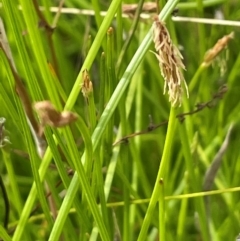 Eleocharis sp. (Spike-rush) at Bendoura, NSW - 4 Feb 2024 by JaneR