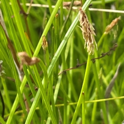 Eleocharis sp. (Spike-rush) at Bendoura, NSW - 4 Feb 2024 by JaneR