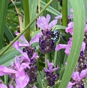 Thyreus caeruleopunctatus at Bellmount Forest, NSW - suppressed