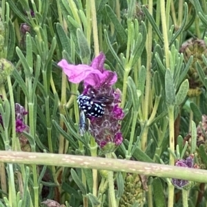 Thyreus caeruleopunctatus at Bellmount Forest, NSW - suppressed