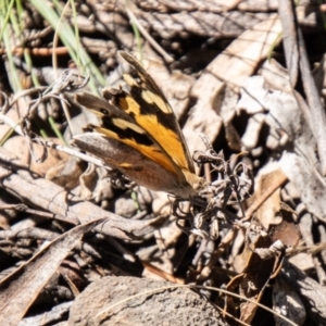 Heteronympha merope at Namadgi National Park - 7 Feb 2024