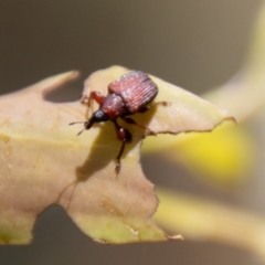 Euops sp. (genus) (A leaf-rolling weevil) at Mount Clear, ACT - 7 Feb 2024 by SWishart