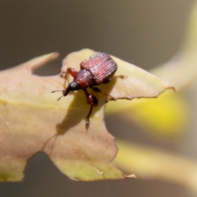 Euops sp. (genus) (A leaf-rolling weevil) at Mount Clear, ACT - 7 Feb 2024 by SWishart