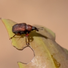 Euops sp. (genus) at Namadgi National Park - 7 Feb 2024 11:39 AM